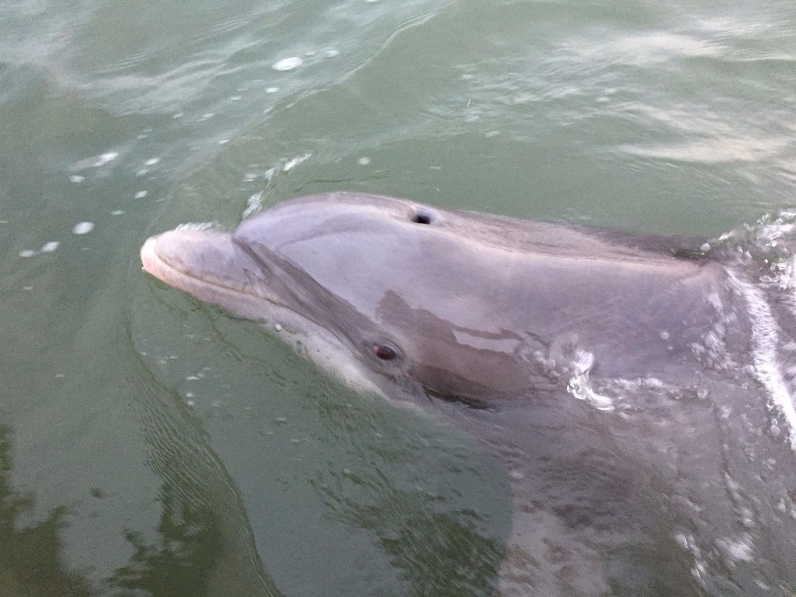 Hilton Head Bottlenose Dolphin
